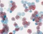 Non-specific esterase