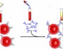 Direct antiglobulin test