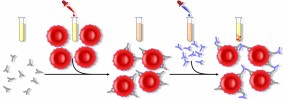 Indirect antiglobulin test