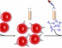 Indirect antiglobulin test