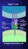 How to remember which MHC receptor is which