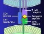 How to remember which MHC receptor is which