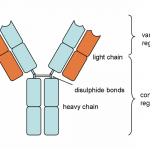 Antibody