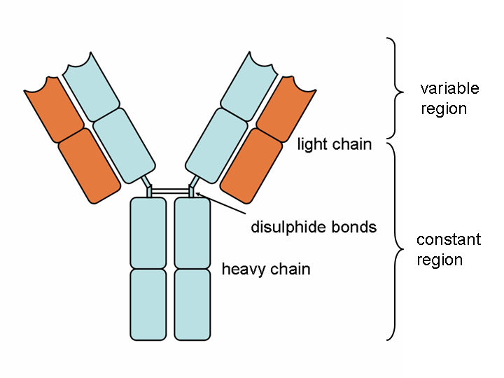 What Is An Anti antibody 