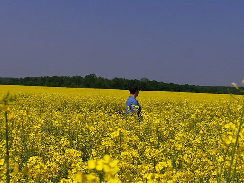 canola fields canola fields
