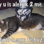 cat allergy