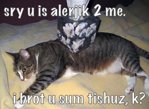 cat allergy cat allergy 300x220 cat allergy