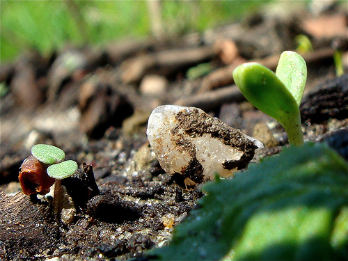 seedlings seedlings