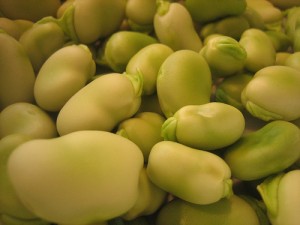 fava beans fava beans