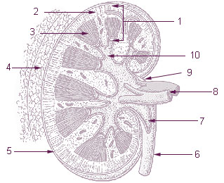 kidney kidney What makes the juxtaglomerular apparatus release renin?