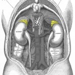 adrenals