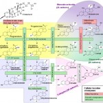 steroidogenesis