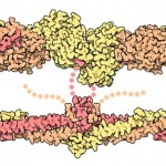 Fibrin