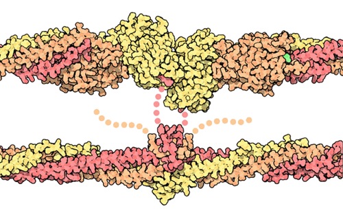 Fibrin Fibrin2 Why do you need the intrinsic pathway when you have the extrinsic pathway?