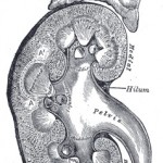 adrenal