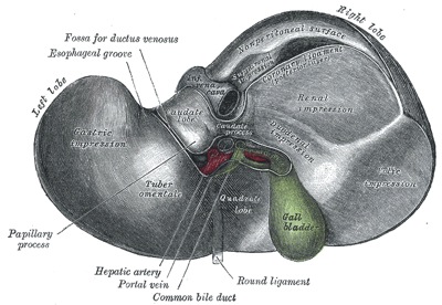 liver liver Four inherited hyperbilirubinemias: Crigler Najjar, Gilbert, Dubin Johnson and Rotor syndromes