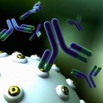 antibodies