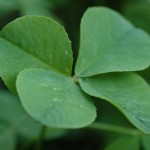 Four-leaf clover